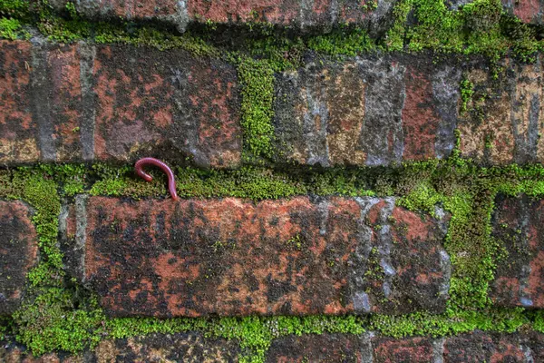 Gerçek Fotoğraflar: Yosun ve Doğal Böcek Detaylı Eski Kırmızı Tuğla Duvarı