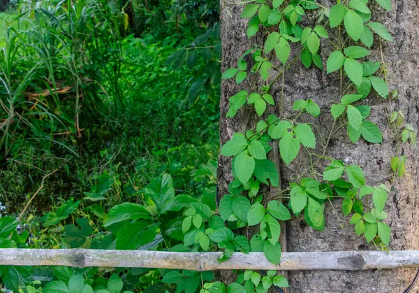 Doğanın Sarılması: Bambu Çitle Antik Bir Ağaçta Parazit Büyümesi