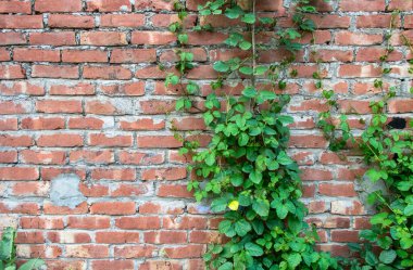 Gerçek Fotoğraf: Yoğun Yeşil Sarmaşıklı Kırmızı Tuğla Duvar Dokusu - 4K