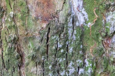 Hassas, gelişmekte olan tohum yapılarına sahip doğal yeşil bitkilerin detaylı görüntüsü karmaşık ve ferahlatıcı bir doğal doku yaratıyor. Çevresel, botanik ve organik temalar için ideal.