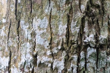Hassas, gelişmekte olan tohum yapılarına sahip doğal yeşil bitkilerin detaylı görüntüsü karmaşık ve ferahlatıcı bir doğal doku yaratıyor. Çevresel, botanik ve organik temalar için ideal.