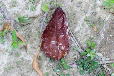 Hassas, gelişmekte olan tohum yapılarına sahip doğal yeşil bitkilerin detaylı görüntüsü karmaşık ve ferahlatıcı bir doğal doku yaratıyor. Çevresel, botanik ve organik temalar için ideal.