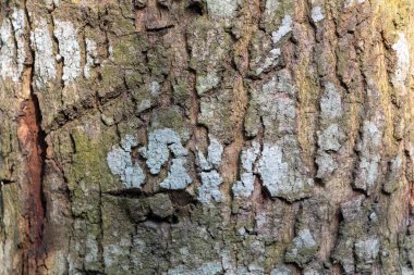 Hassas, gelişmekte olan tohum yapılarına sahip doğal yeşil bitkilerin detaylı görüntüsü karmaşık ve ferahlatıcı bir doğal doku yaratıyor. Çevresel, botanik ve organik temalar için ideal.