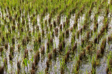 Hassas, gelişmekte olan tohum yapılarına sahip doğal yeşil bitkilerin detaylı görüntüsü karmaşık ve ferahlatıcı bir doğal doku yaratıyor. Çevresel, botanik ve organik temalar için ideal.