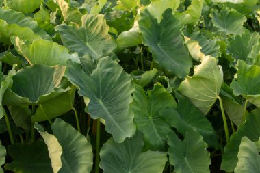 Hassas, gelişmekte olan tohum yapılarına sahip doğal yeşil bitkilerin detaylı görüntüsü karmaşık ve ferahlatıcı bir doğal doku yaratıyor. Çevresel, botanik ve organik temalar için ideal.