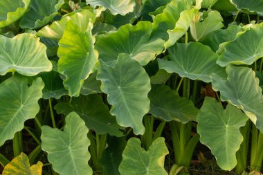 Hassas, gelişmekte olan tohum yapılarına sahip doğal yeşil bitkilerin detaylı görüntüsü karmaşık ve ferahlatıcı bir doğal doku yaratıyor. Çevresel, botanik ve organik temalar için ideal.