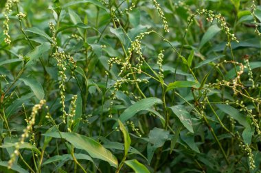 Hassas, gelişmekte olan tohum yapılarına sahip doğal yeşil bitkilerin detaylı görüntüsü karmaşık ve ferahlatıcı bir doğal doku yaratıyor. Çevresel, botanik ve organik temalar için ideal.