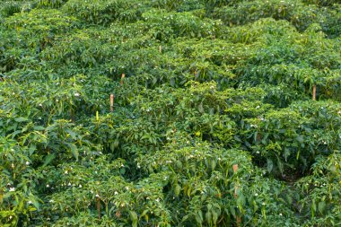 Geniş bir biber çiftliği manzarası, Bangladeş köylerinde yaygın bir manzara, sağlıklı bitkiler ve açık gökyüzünün altında olgunlaşan biberler. Gıda üretimi, geliştirme ve doğa projeleri için harika.