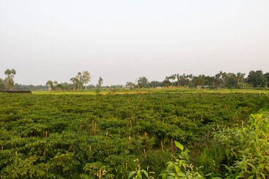 Geniş bir biber çiftliği manzarası, Bangladeş köylerinde yaygın bir manzara, sağlıklı bitkiler ve açık gökyüzünün altında olgunlaşan biberler. Gıda üretimi, geliştirme ve doğa projeleri için harika.