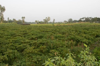 Geniş bir biber çiftliği manzarası, Bangladeş köylerinde yaygın bir manzara, sağlıklı bitkiler ve açık gökyüzünün altında olgunlaşan biberler. Gıda üretimi, geliştirme ve doğa projeleri için harika.