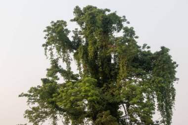 Issız bir köy ağacının yaşlı gölgesine yakın çekim, en yüksek uzuvlarına ve kabuğuna kazınmış gücü ve karakteri vurguluyor. Doğa çalışmaları ve detaylı dokular için mükemmel..