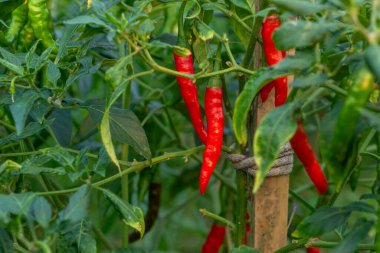 Bitkiye bağlı, hasat için hazır, olgun kırmızı biberlerin detaylı görüntüsü. Mutfak kavramları, organik tarım ve taze malzeme görselleri için ideal..