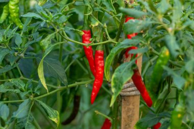 Bitkiye bağlı, hasat için hazır, olgun kırmızı biberlerin detaylı görüntüsü. Mutfak kavramları, organik tarım ve taze malzeme görselleri için ideal..
