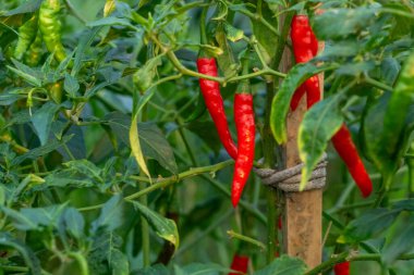 Bitkiye bağlı, hasat için hazır, olgun kırmızı biberlerin detaylı görüntüsü. Mutfak kavramları, organik tarım ve taze malzeme görselleri için ideal..