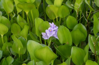 Canlı bir su sümbülü çiçeğinin detaylı görüntüsü eşsiz yapısını ve büyüleyici rengini vurguluyor. Botanik çalışmalar, doğal güzellik ve dingin su bitkisi görüntüleri için ideal..