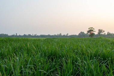Açık gökyüzünün altında geniş, geniş, yemyeşil çimenler özgürlük ve doğal sükuneti çağrıştırıyor. Doğa geçmişi, tarım kavramları ve sakin görsel projeler için ideal..