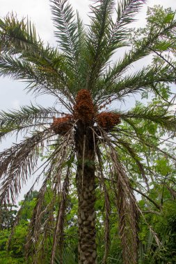 Bangladeş 'teki doğal ortamında, ağacın yerel hayata ve mutfağa olan katkısını açıkça vurgulayan çok sayıda tatlı meyvenin bulunduğu bir hurma palmiyesinin canlı bir tasviri. Seyahat, gıda üretimi ve çevresel kavramlar için ideal.