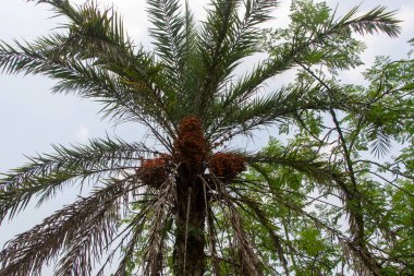 Olgunlaşan hurma kümeleriyle dolu tropik bir palmiye, parlak bir gökyüzüne karşı yemyeşil yapraklarla bezenmiş, güneşin altında gelişir. Egzotik bir yerin özünü yakalar..