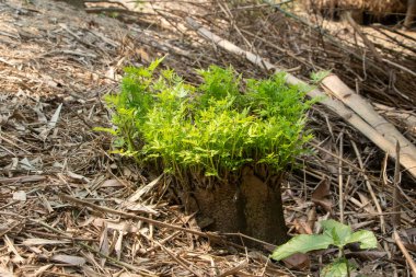 Uykuda gibi görünen bir ağaç kütüğünden ortaya çıkan yeni bir hayata dair ayrıntılı bir görüş kırsal ve kuru doğal çevreye karşı parlak yeşil yapraklar ile tezat oluşturuyor. Çevresel kavramlar, ilkbahar ve doğanın gücü için ideal..
