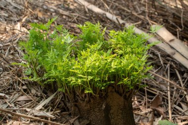 Uykuda gibi görünen bir ağaç kütüğünden ortaya çıkan yeni bir hayata dair ayrıntılı bir görüş kırsal ve kuru doğal çevreye karşı parlak yeşil yapraklar ile tezat oluşturuyor. Çevresel kavramlar, ilkbahar ve doğanın gücü için ideal..