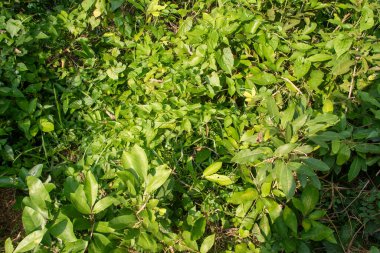 Yeşil yaprakların güzel manzarası, arka planlar, dokular için mükemmel, ya da farklı mevsimlerde doğayı ve büyümeyi gösteren, parlak güneş ışığı ile aydınlanan taze yapraklar.