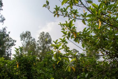 Parlak bir gökyüzünün altındaki ağaçların yoğun yapraklarını gösteren canlı yeşil bir ormana bir bakış, izleyicileri doğanın harikalarını keşfetmeye çağırıyor..