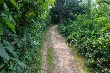 Gözlerden uzak bir kır yolu manzarası, yemyeşil yabani bitki örtüsünün doğal bir tünel oluşturduğu, izleyicinin bakışlarını uzak bir gözden kaybolma noktasına çeken. Yolculuk, keşif ve doğal yollar için ideal bir tema..