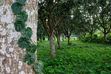 Ağaçlarla kaplı bir ağaç gövdesinin büyüleyici görüntüsü ve ağaçlarla çevrili yeşil arazi, doğayı, açık havayı ve huzurlu ortamları destekleyen tasarımlar için mükemmel..