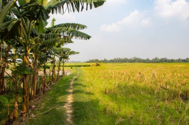 Hassas, gelişmekte olan tohum yapılarına sahip doğal yeşil bitkilerin detaylı görüntüsü karmaşık ve ferahlatıcı bir doğal tema yaratıyor. Çevresel, botanik ve organik temalar için ideal.