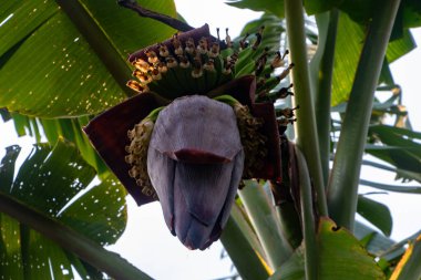 Muz çiçeği olarak da bilinen Kolar Thor 'un HD 4K yakın çekimi eşsiz katmanlarını ve zengin rengini sergiliyor. Bangladeş 'te muz ağaçlarında bulunan yaygın bir yenilebilir çiçek.