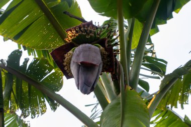 Muz çiçeği olarak da bilinen Kolar Thor 'un HD 4K yakın çekimi eşsiz katmanlarını ve zengin rengini sergiliyor. Bangladeş 'te muz ağaçlarında bulunan yaygın bir yenilebilir çiçek.