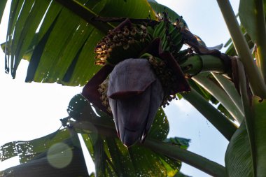 Muz çiçeği olarak da bilinen Kolar Thor 'un HD 4K yakın çekimi eşsiz katmanlarını ve zengin rengini sergiliyor. Bangladeş 'te muz ağaçlarında bulunan yaygın bir yenilebilir çiçek.