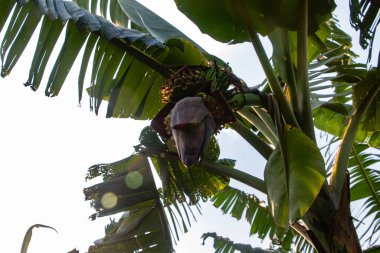 Muz çiçeği olarak da bilinen Kolar Thor 'un HD 4K yakın çekimi eşsiz katmanlarını ve zengin rengini sergiliyor. Bangladeş 'te muz ağaçlarında bulunan yaygın bir yenilebilir çiçek.