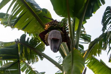 Muz çiçeği olarak da bilinen Kolar Thor 'un HD 4K yakın çekimi eşsiz katmanlarını ve zengin rengini sergiliyor. Bangladeş 'te muz ağaçlarında bulunan yaygın bir yenilebilir çiçek.