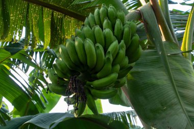 Canlı yeşil, olgunlaşmamış bir muz demetinin HD 4K yakın çekimi hala tropikal ağacına bağlı. Bu görüntü meyve gelişiminin doğal sürecini ve taze hasat vaadini yakalar..