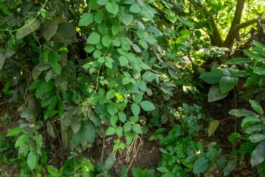 Yeşillik, aşırı gelişmiş bir yaşam alanına büyüleyici bir bakış, doğanın gelişen vahşi ortamında karmaşık dokularını ve sanatın zengin renklerini gözler önüne seriyor..