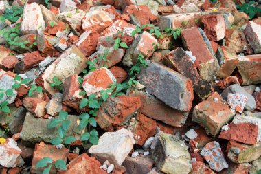 Eski kırmızı tuğlalar ve kırık beton yığını sürünen yeşil sarmaşıklarla kaplanarak insan yapımı ve organik dünya arasında şaşırtıcı bir tezat oluşturuyor..