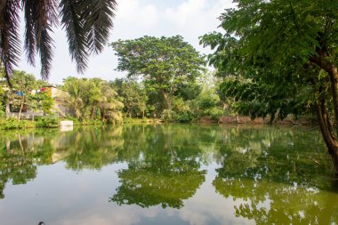 Huzurlu bir gölet manzarası yeşil bir manzara, yemyeşil yapraklar ve egzotik ağaçlar, tropikal bir ortamda doğal güzellik ve huzur dolu bir kaçış sahnesi yaratıyor..