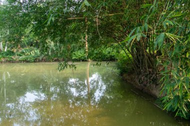 Serene sahnesi, canlı yeşillik ve bambu çalılığını yansıtan sakin bir gölet sergiliyor. Huzurlu bir doğa kaçışı arka plan ya da tefekkür teması için mükemmel..