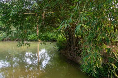 Bambu ağaçlarının yemyeşil yeşilliğiyle sakin nehir sularına yansıyan güzel sakin manzara, huzur ve kırsal bölgenin barışçıl özünü çağrıştırıyor..