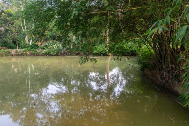 Sessiz bir ortamda ağaçlar ve bambu yapraklarıyla çevrili sakin bir göl, doğanın güzelliğini gözler önüne seriyor ve rahatlatıcı bir görsel deneyim sağlıyor. Huzurlu bir ortam.