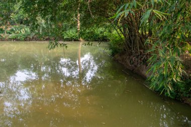 Sakin bir gölet, bambu ile çevrili gökyüzünü yansıtır, sakin, doğal bir manzara yaratır. Barış, rahatlama ve doğal güzellik için ideal..