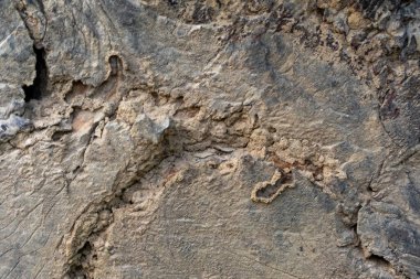 Ağaç kabuğunun eskimiş ve yıpranmış görünümünü keşfedin, eşsiz çatlaklarını ve toprak tonlarını vurgulayın. Engebeli organik dokularını gösteren yakın plan bir fotoğraf..