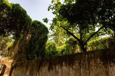 Bitkilerin ve ağaçların iç içe geçtiği, doğal ve insan yapımı çevrenin bir karışımını gösteren, yaşlanan kentsel yapıların tepesinde gelişen doğanın ilgi çekici bir görüntüsü..