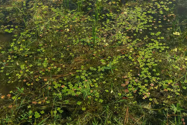 Hassas, gelişmekte olan tohum yapılarına sahip doğal yeşil bitkilerin detaylı görüntüsü karmaşık ve ferahlatıcı bir doğal doku yaratıyor. Çevresel, botanik ve organik temalar için ideal.