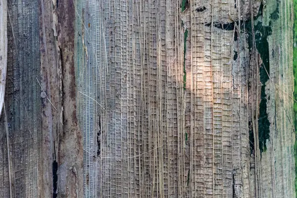 Hassas, gelişmekte olan tohum yapılarına sahip doğal yeşil bitkilerin detaylı görüntüsü karmaşık ve ferahlatıcı bir doğal doku yaratıyor. Çevresel, botanik ve organik temalar için ideal.