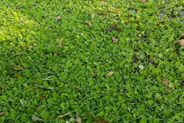 Hassas, gelişmekte olan tohum yapılarına sahip doğal yeşil bitkilerin detaylı görüntüsü karmaşık ve ferahlatıcı bir doğal doku yaratıyor. Çevresel, botanik ve organik temalar için ideal.