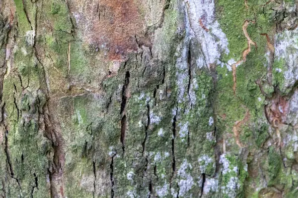Hassas, gelişmekte olan tohum yapılarına sahip doğal yeşil bitkilerin detaylı görüntüsü karmaşık ve ferahlatıcı bir doğal doku yaratıyor. Çevresel, botanik ve organik temalar için ideal.