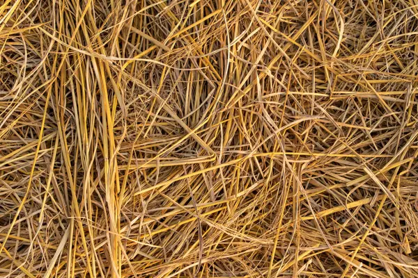 Hassas, gelişmekte olan tohum yapılarına sahip doğal yeşil bitkilerin detaylı görüntüsü karmaşık ve ferahlatıcı bir doğal doku yaratıyor. Çevresel, botanik ve organik temalar için ideal.