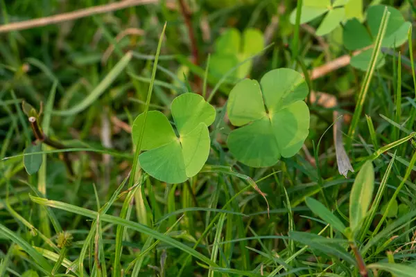 Hassas, gelişmekte olan tohum yapılarına sahip doğal yeşil bitkilerin detaylı görüntüsü karmaşık ve ferahlatıcı bir doğal tema yaratıyor. Çevresel, botanik ve organik temalar için ideal.